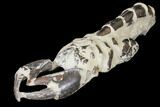 Fossil Mud Lobster (Thalassina) - Indonesia #131175-3